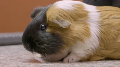 thumbnail - S9:E5 This Little Piggie Goes Beserk!