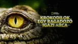 thumbnail - Krokodilok: Egy ragadozó igazi arca