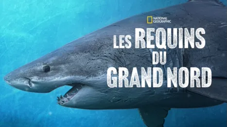 thumbnail - Les requins du Grand Nord