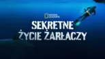 thumbnail - Sekretne życie żarłaczy