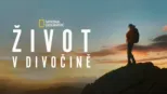 thumbnail - Život v divočině