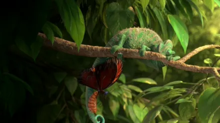 Our Wonderful Nature: The Common Chameleon