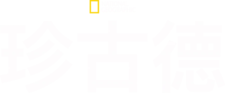 珍古德