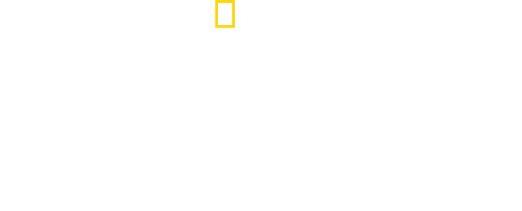 상어 vs 돌고래: 피의 전투