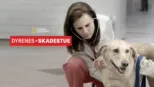 thumbnail - Dyrenes skadestue