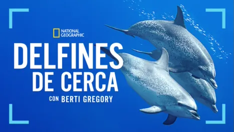 thumbnail - Dolphins Up Close with Bertie Gregory