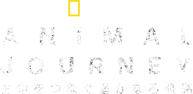 Incredible Animal Journeys