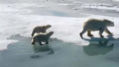 thumbnail - S1:E2 Cub's Journey, The