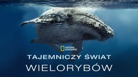 thumbnail - Tajemniczy świat wielorybów