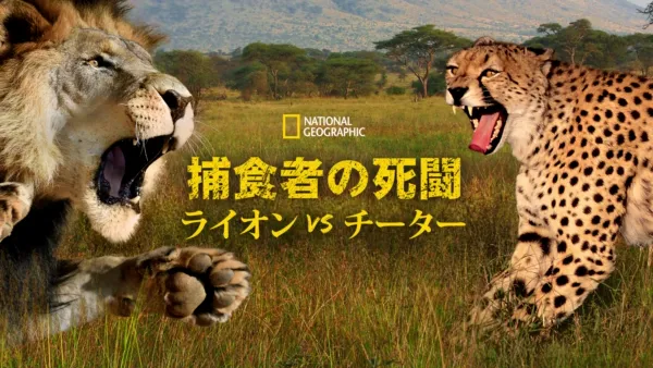 thumbnail - 捕食者の死闘：ライオンvsチーター