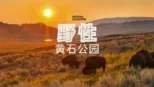 thumbnail - 野性黄石公园