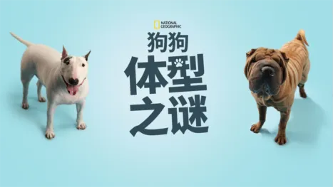 thumbnail - 狗狗体型之谜