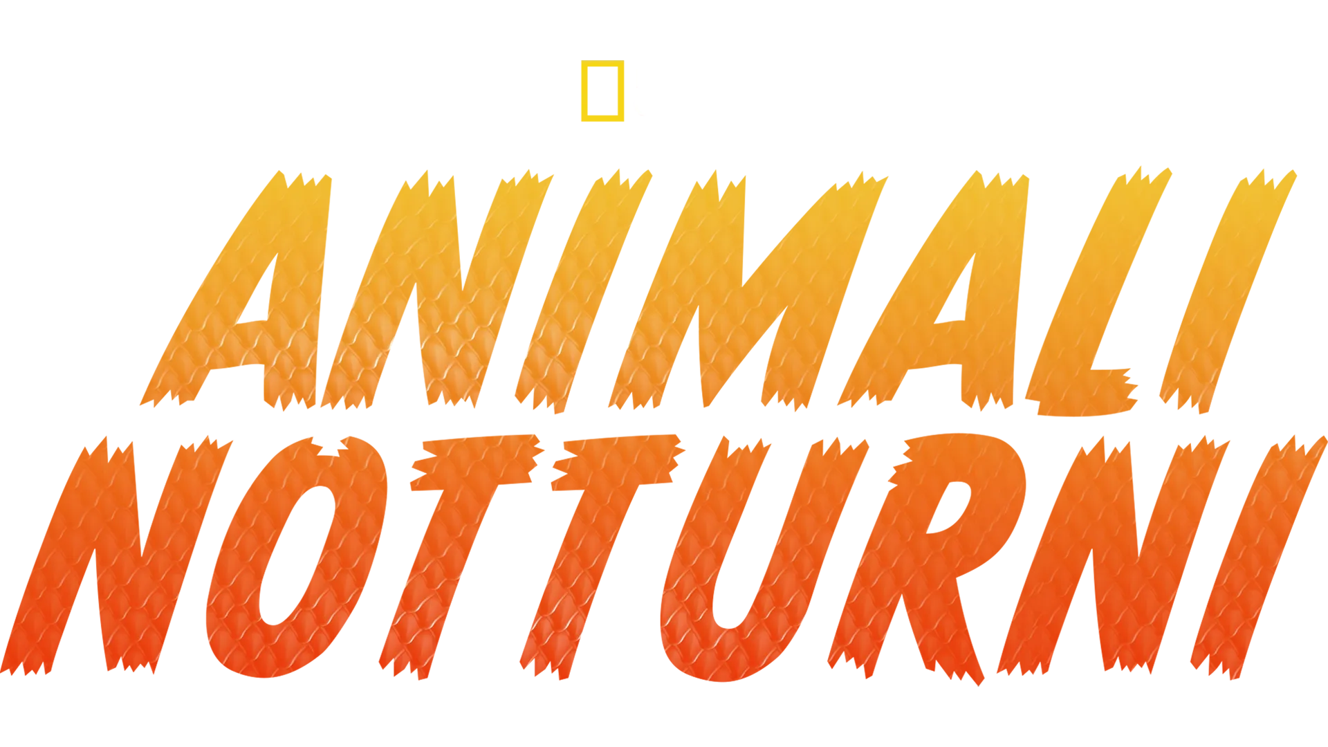Animali notturni