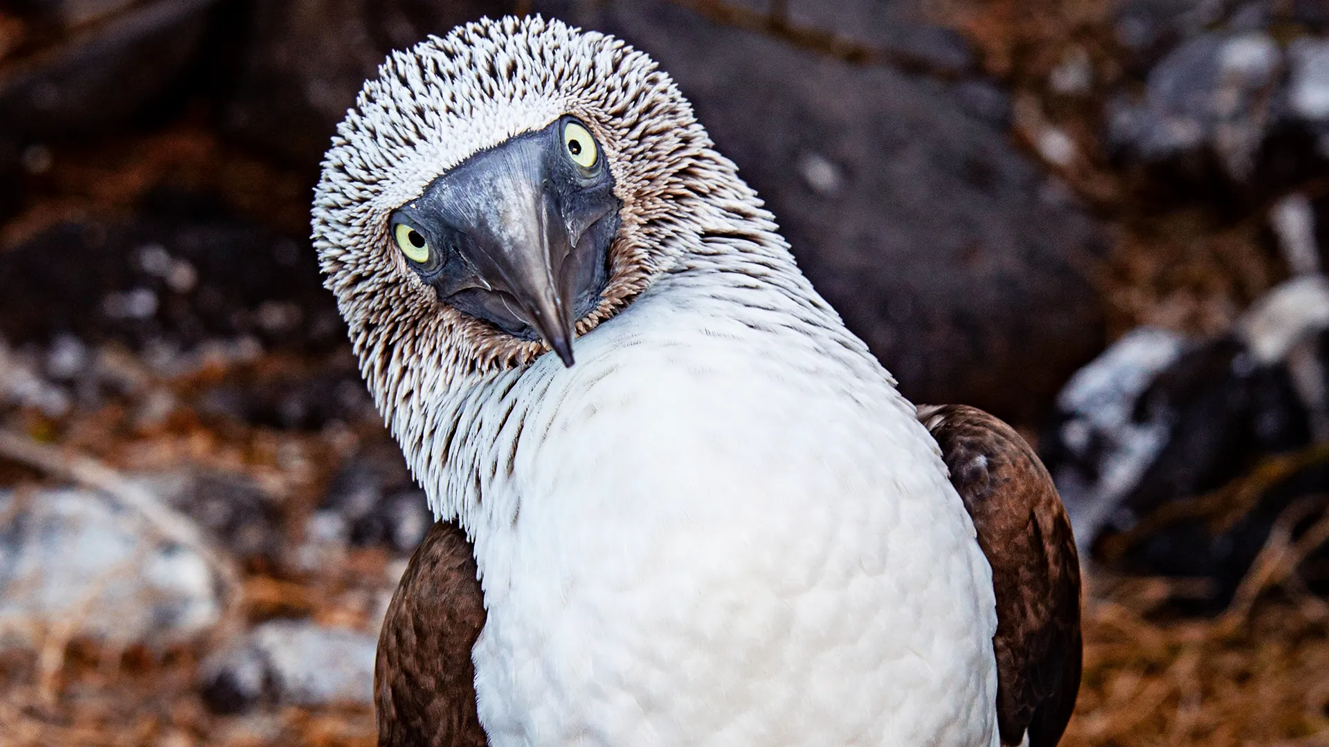 thumbnail - S1：第2話「シーズ・オブ・ラブ」