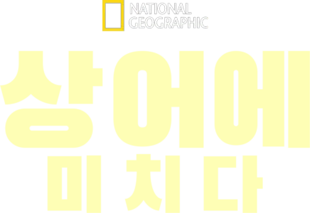 상어에 미치다