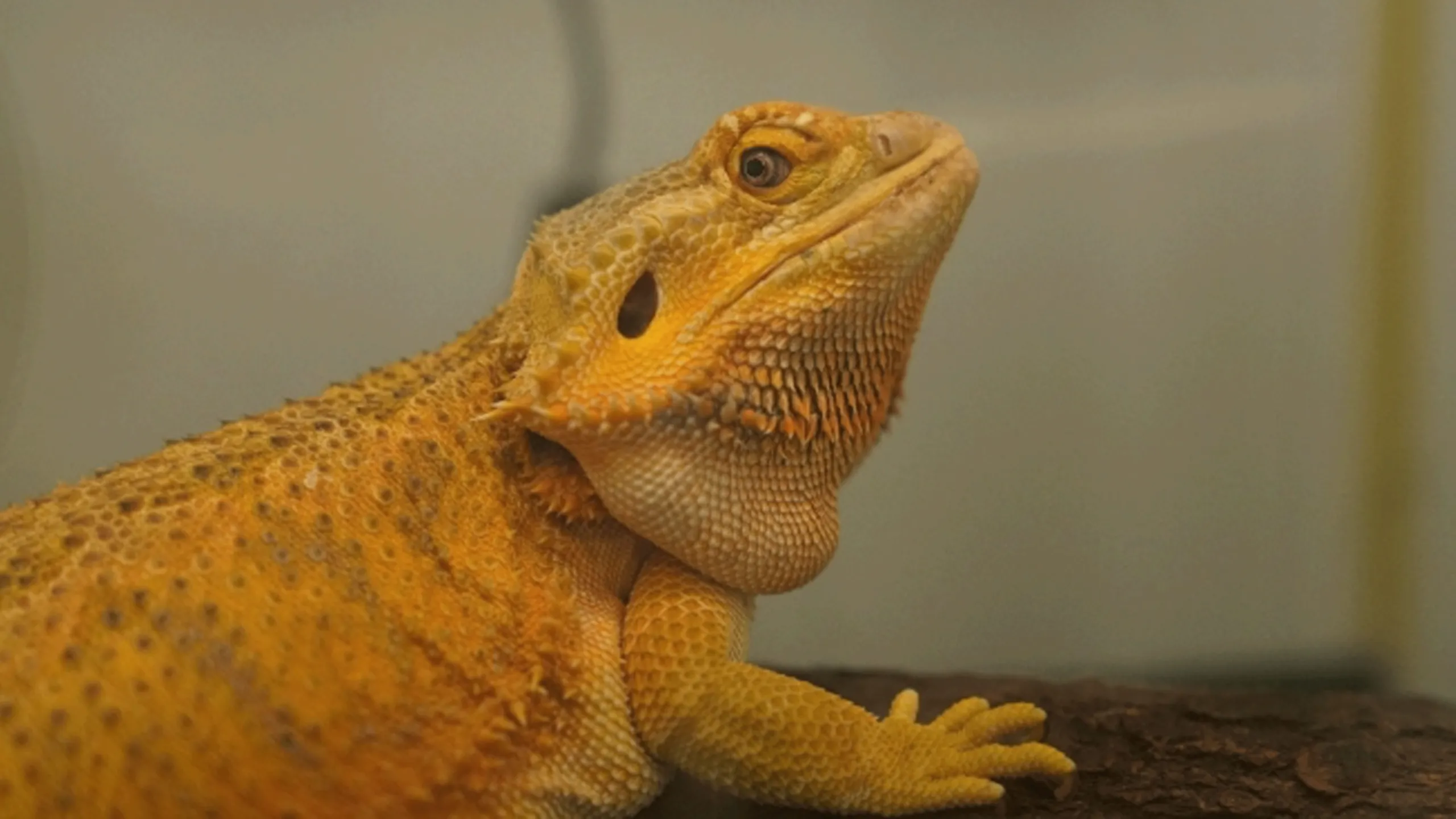 thumbnail - S1:E2 Mother of Dragons