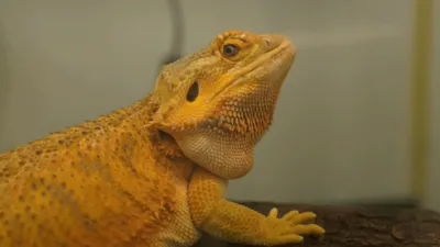 thumbnail - S1:E2 Mother of Dragons