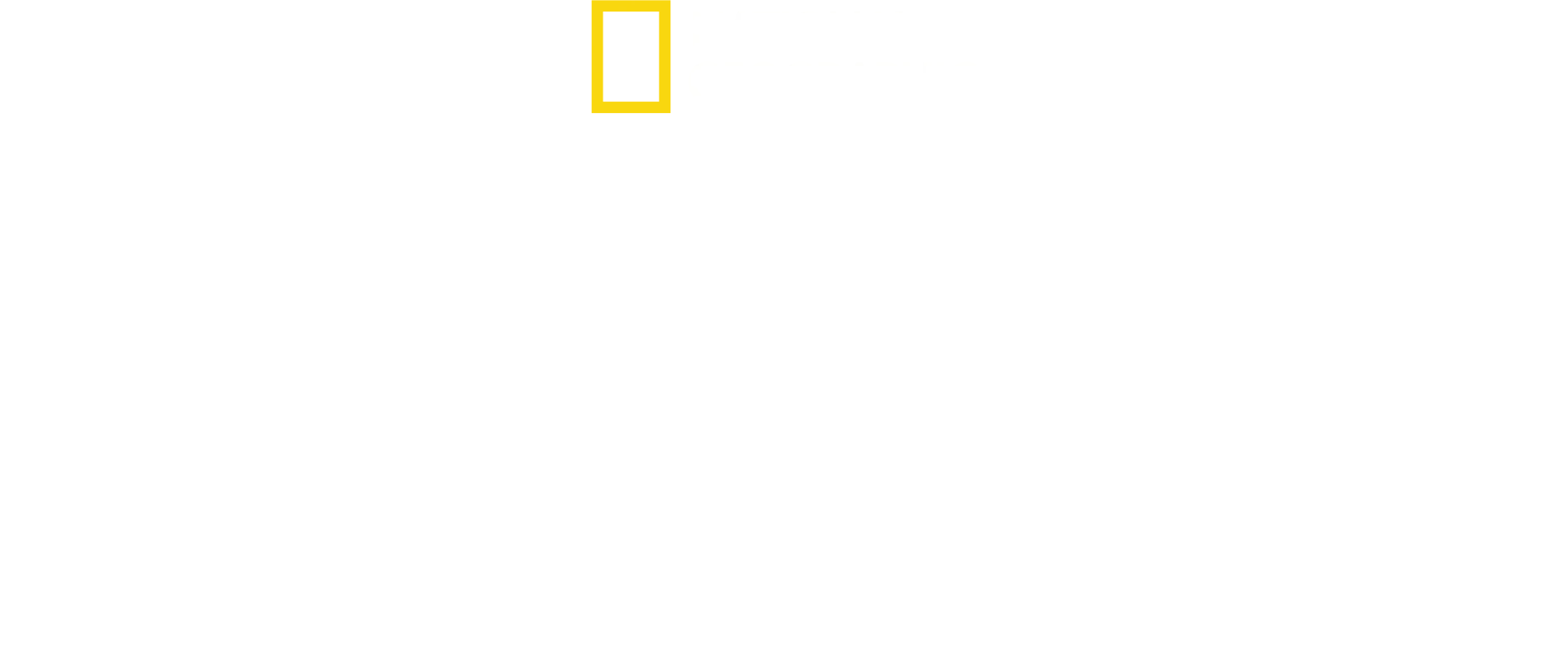 Os Segredos dos Elefantes
