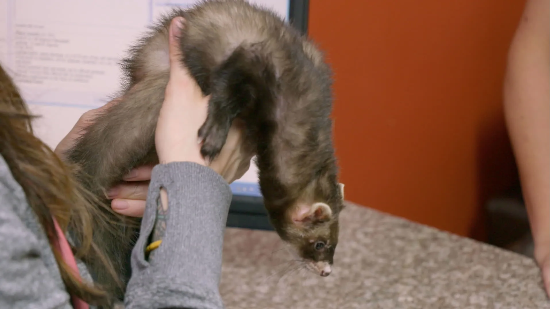 thumbnail - S8:E3 Monkey Do, Monkey Don't