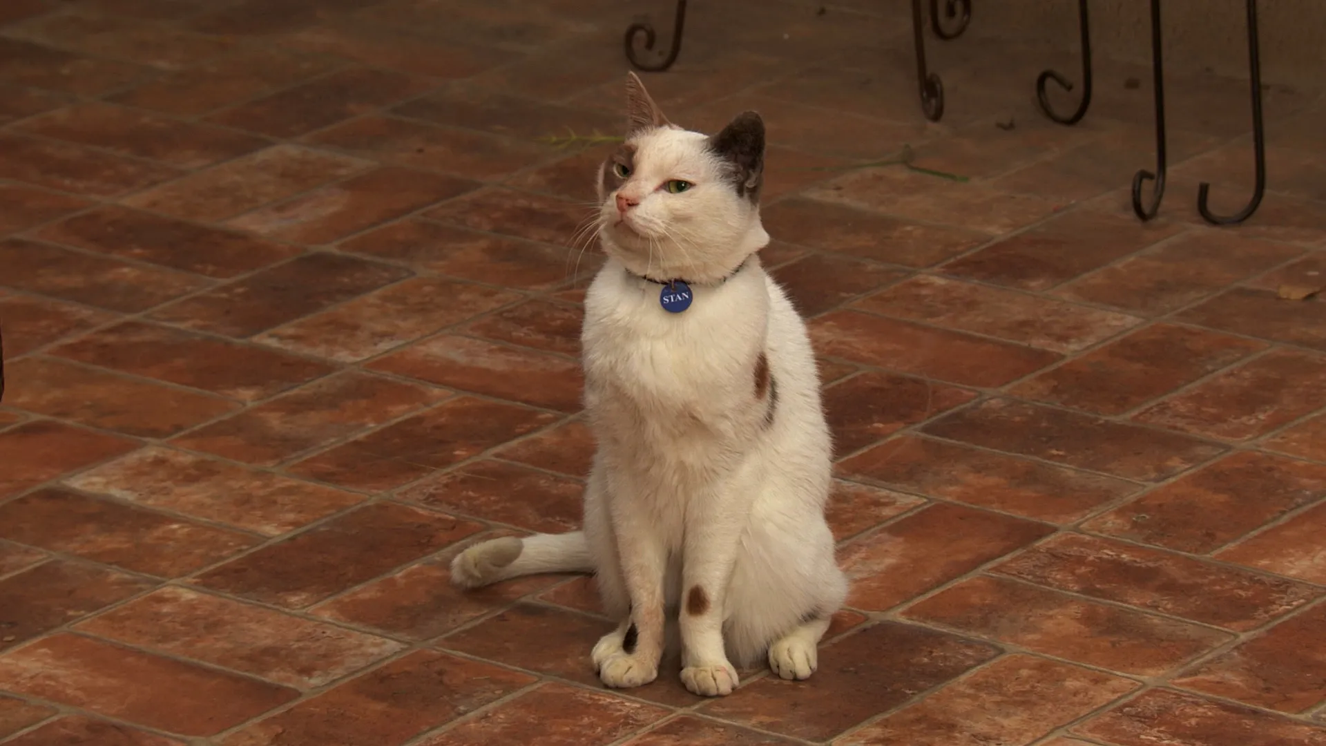 thumbnail - S3:E22 Cat With A Blog