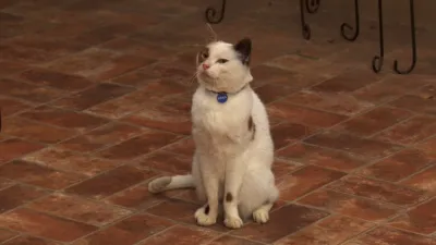 thumbnail - S3:E22 Cat With A Blog