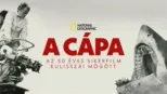 thumbnail - A cápa: Az 50 éves sikerfilm kulisszái mögött