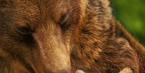 Watch Bears | Full episodes | Disney+