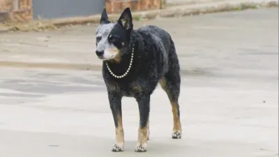 thumbnail - S5:E2 She's a Good Girl