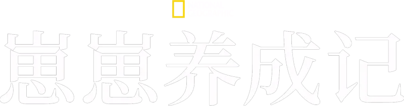 崽崽养成记