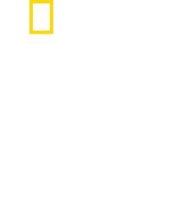 鲨鱼幻色术