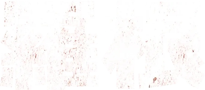 羅根