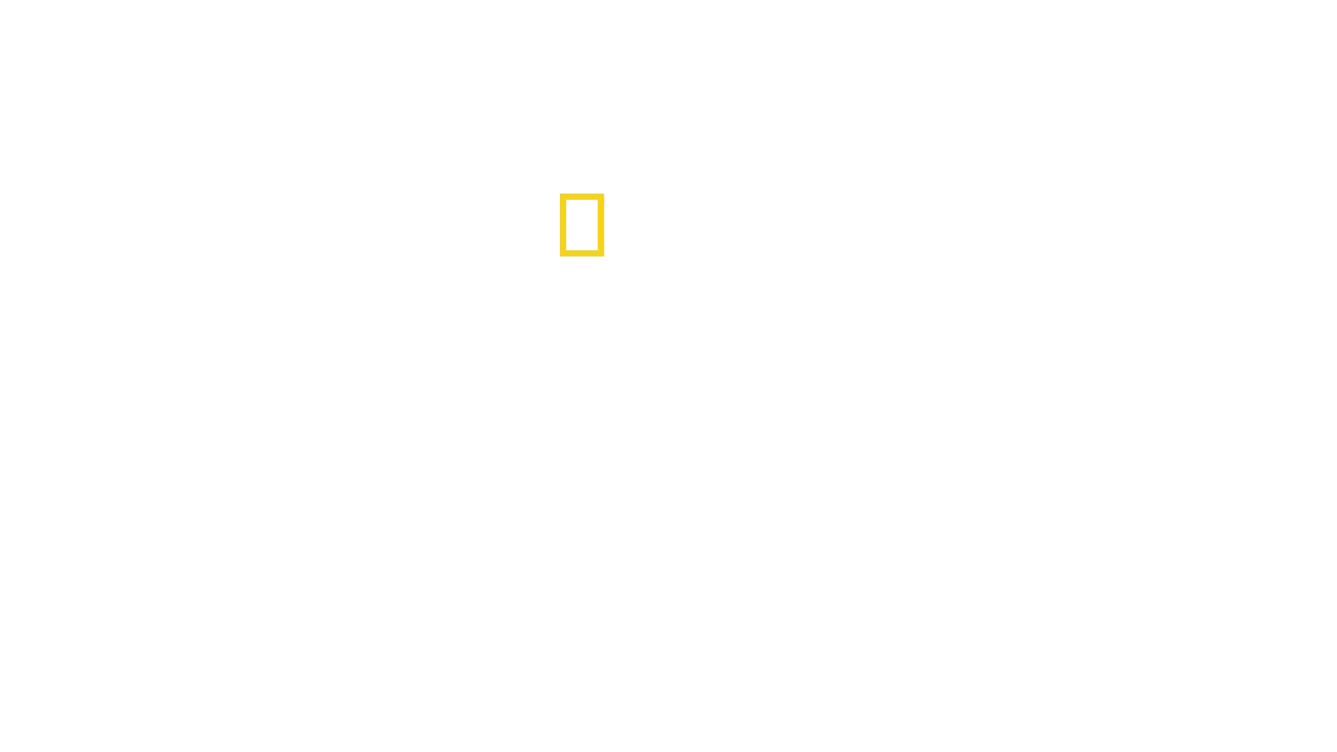 Sekretne życie pingwinów