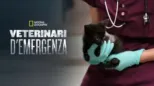 thumbnail - Veterinari d'emergenza