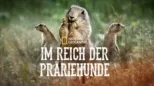 thumbnail - Im Reich der Präriehunde