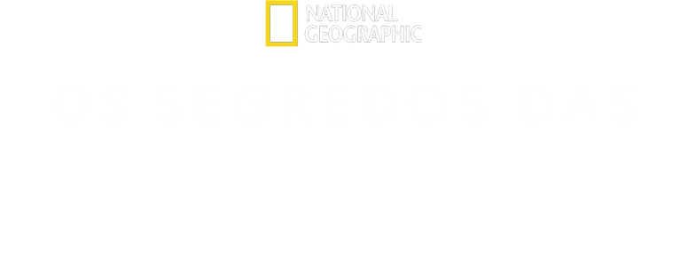 Os Segredos das Baleias