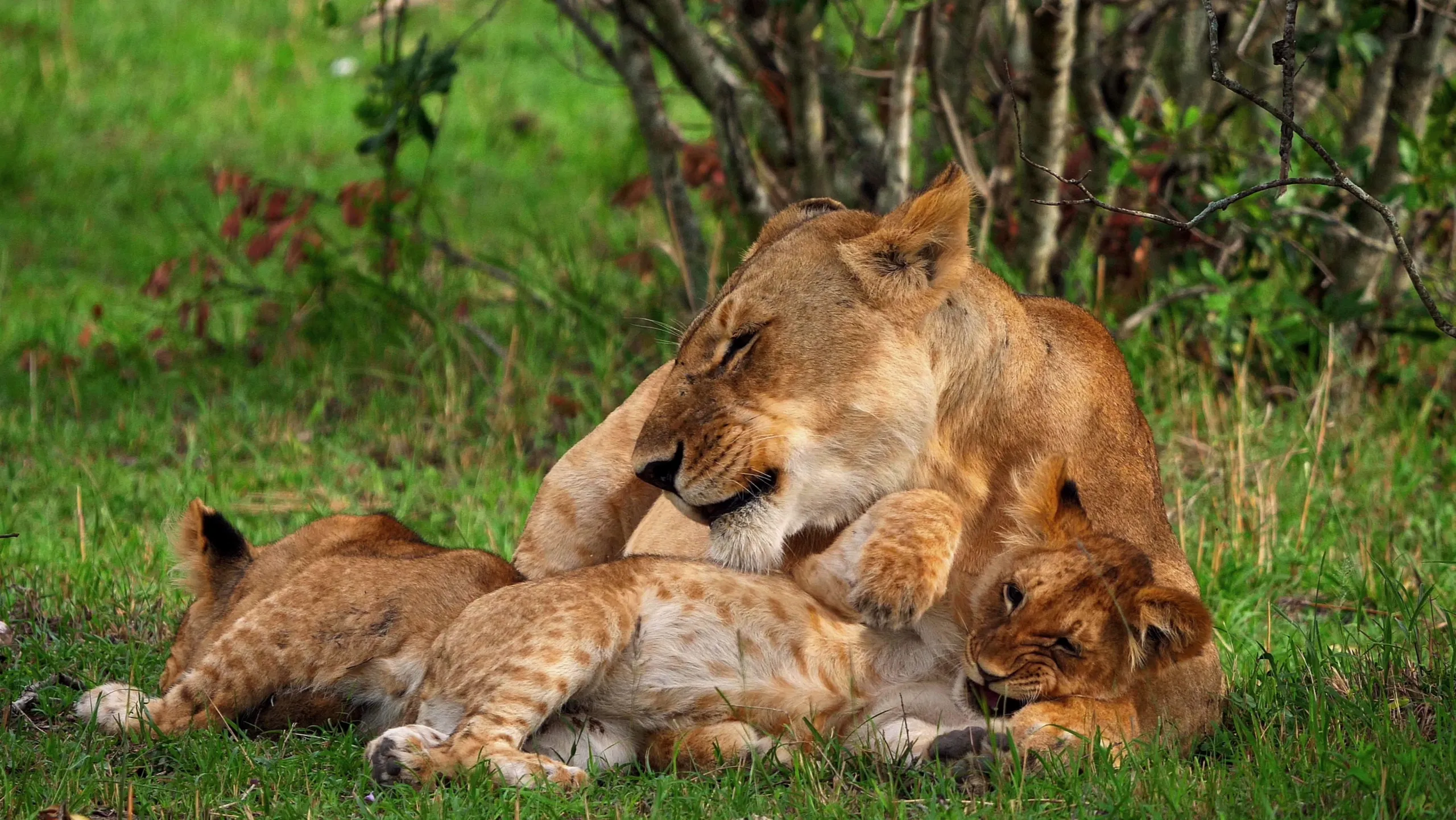 thumbnail - S1:E5 Lion Daycare