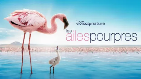 thumbnail - Les Ailes pourpres