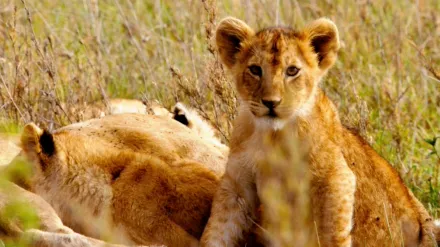 Born In Africa
