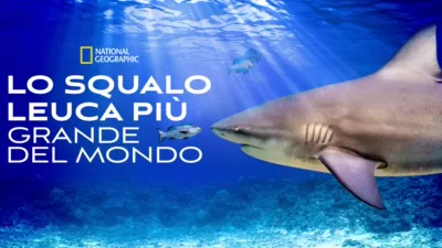 Lo squalo leuca più grande del mondo