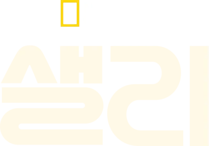 샐리