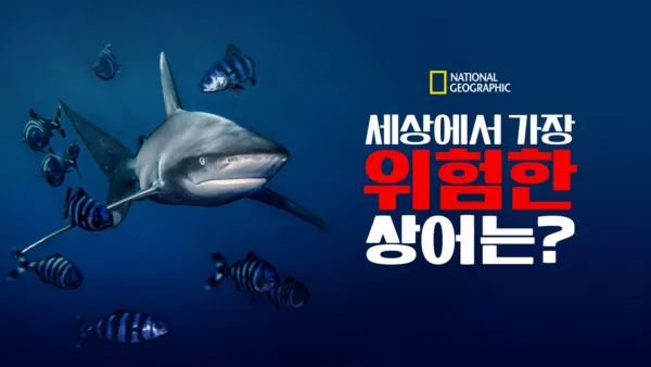 thumbnail - 세상에서 가장 위험한 상어는?