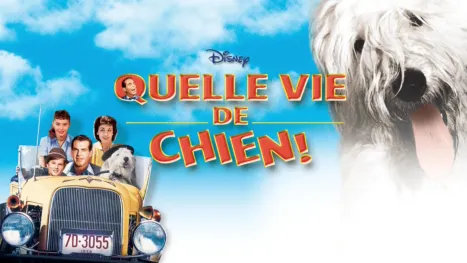thumbnail - Quelle vie de chien