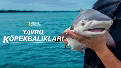 thumbnail - Yavru Köpekbalıkları