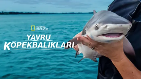 thumbnail - Yavru Köpekbalıkları