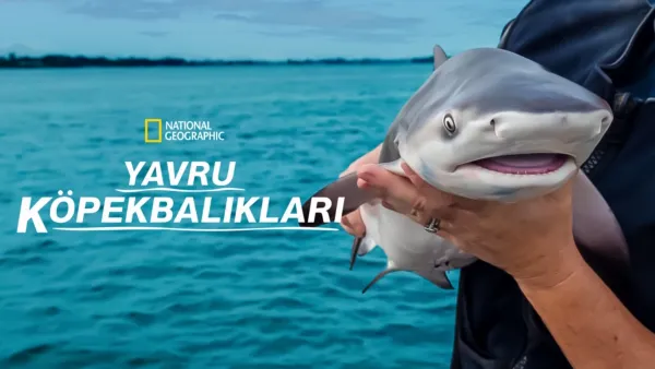 thumbnail - Yavru Köpekbalıkları
