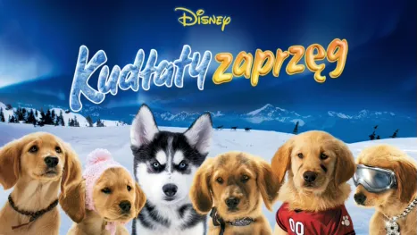 thumbnail - Kudłaty zaprzęg