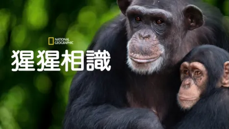 thumbnail - 猩猩相識