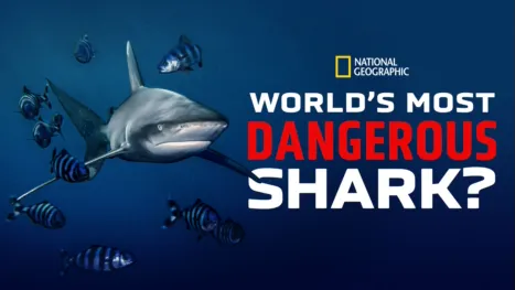 thumbnail - World's Most Dangerous Shark?