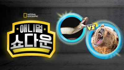 애니멀 쇼다운