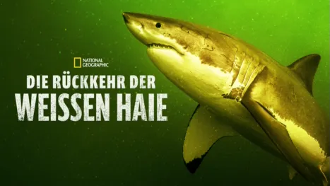 thumbnail - Die Rückkehr der Weißen Haie
